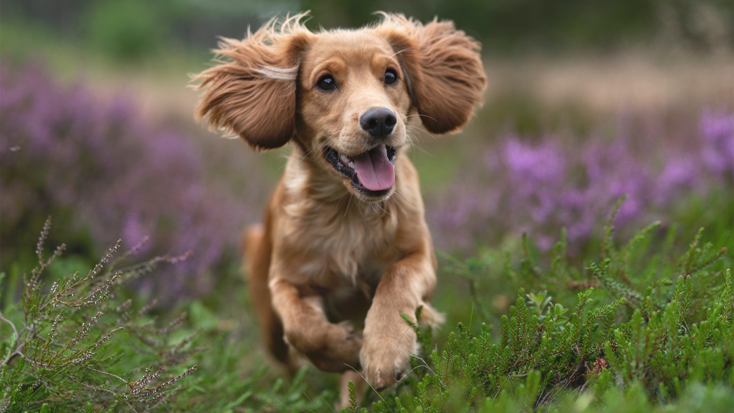 FB体育在线直播平台-“西甲焦点：明星集结，场面火爆无比”，西甲联赛球星