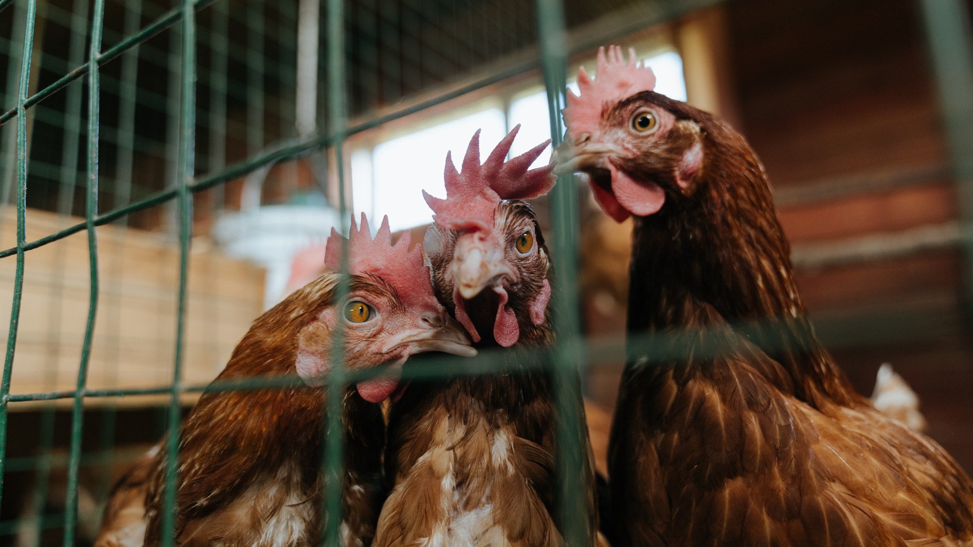 勇士发布“篮球哲学”系列书籍，深入浅出解读战术，篮球哲理