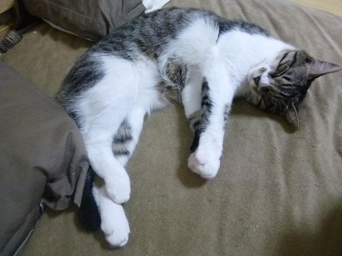 多特蒙德青训发布会：未来之星逐一亮相，多特蒙德青训营