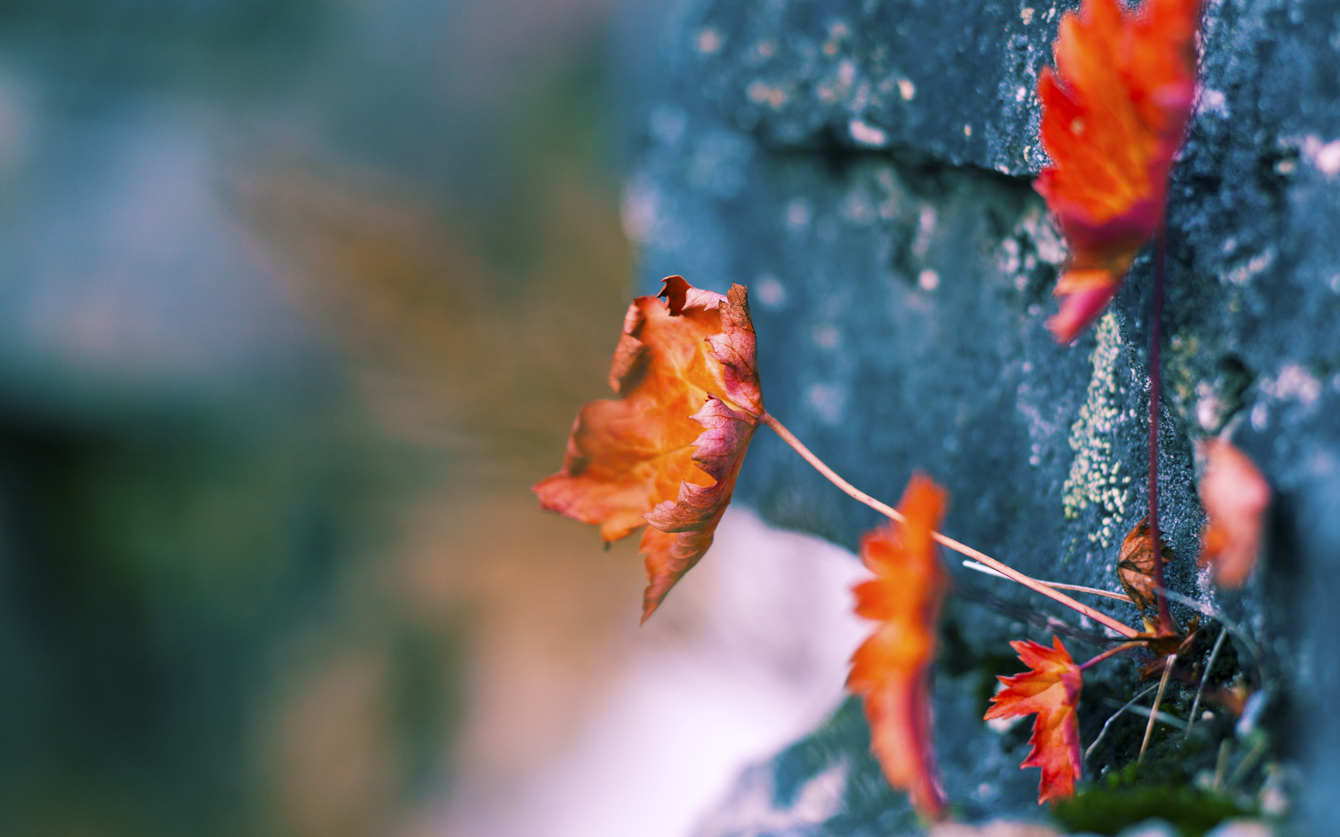 FB体育娱乐-山地越野自行车赛事，穿越森林与丘陵的极速挑战，2020山地自行车越野赛