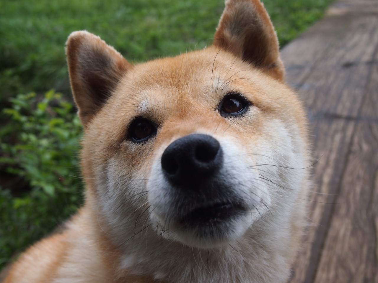 布鲁诺·卡博克洛成为NBA社交媒体关注焦点，布鲁卡洛斯