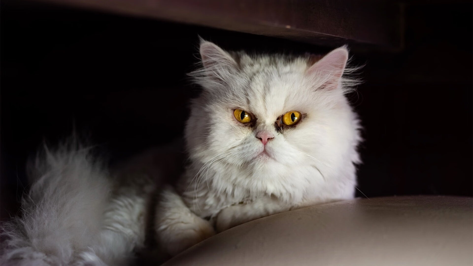 意甲：尤文3-2逆转亚特兰大，贝尔纳代斯基和迪巴拉关键破门，意甲第9轮尤文v贝内文托直播