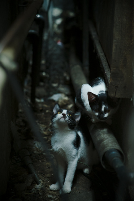 战术革新：巨星新加盟助推球队战斗力飞跃，《战术》