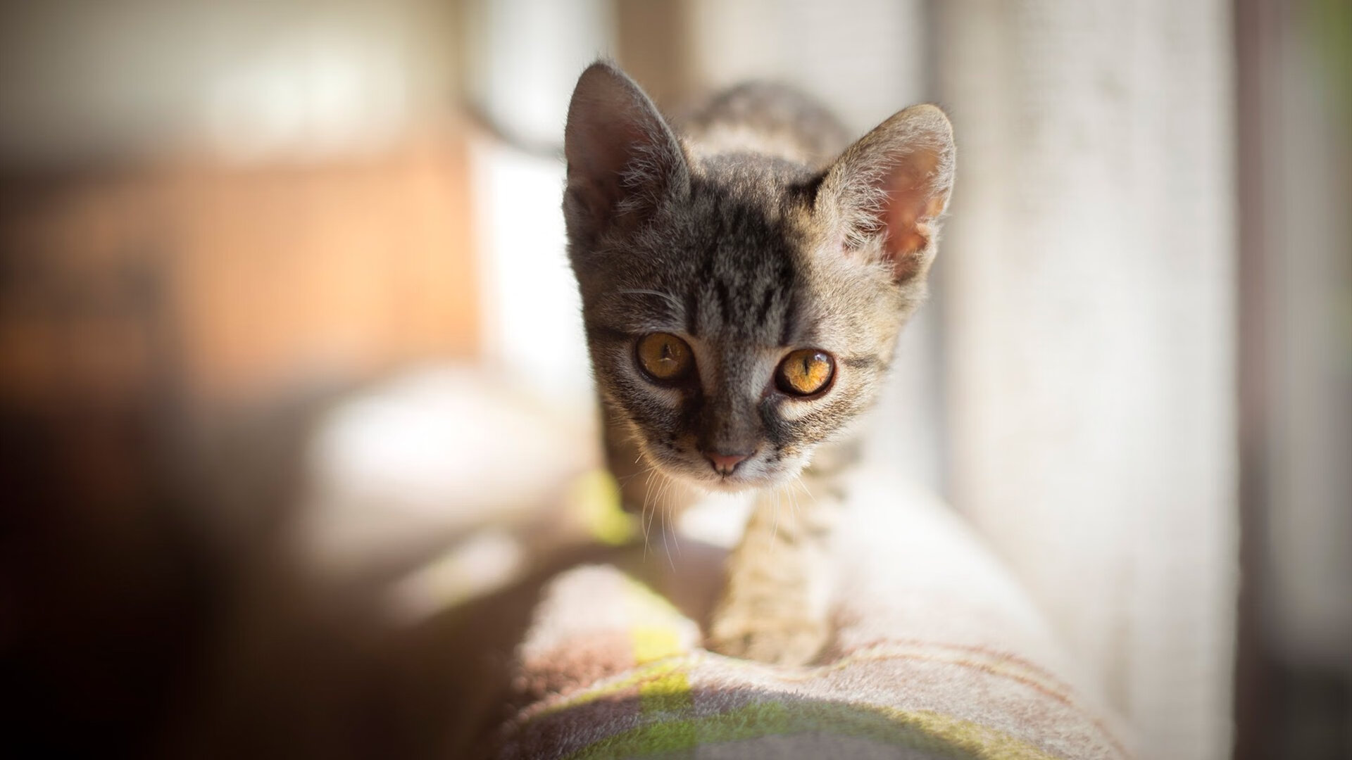 新兴电竞项目吸引更多关注，新兴电竞项目吸引更多关注的人