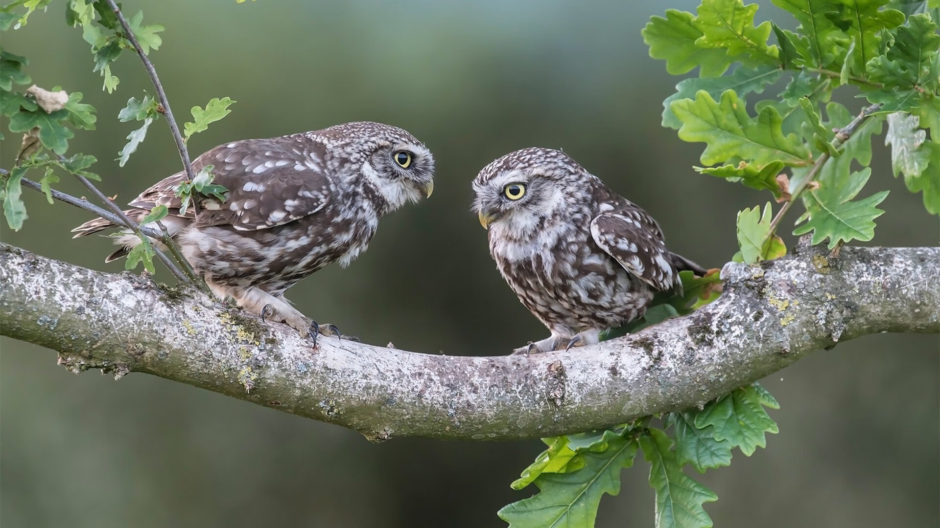 法甲焦点战，精彩进球与战术调动成为全场焦点，法甲十佳球