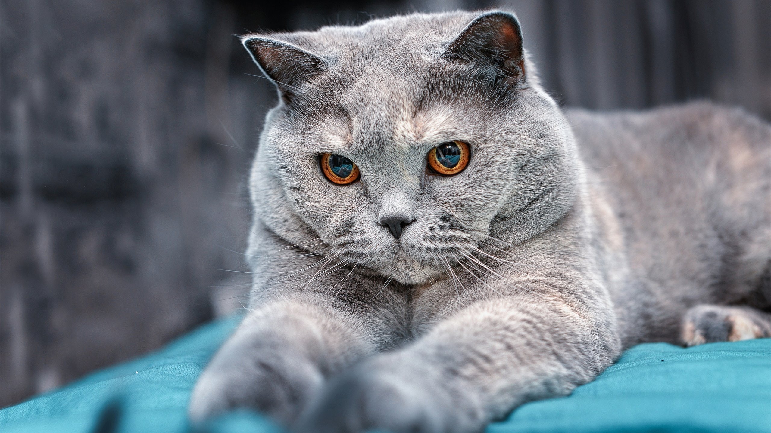 紧张刺激：王强最后一秒三分绝杀，场内欢呼！，王强最后9小时