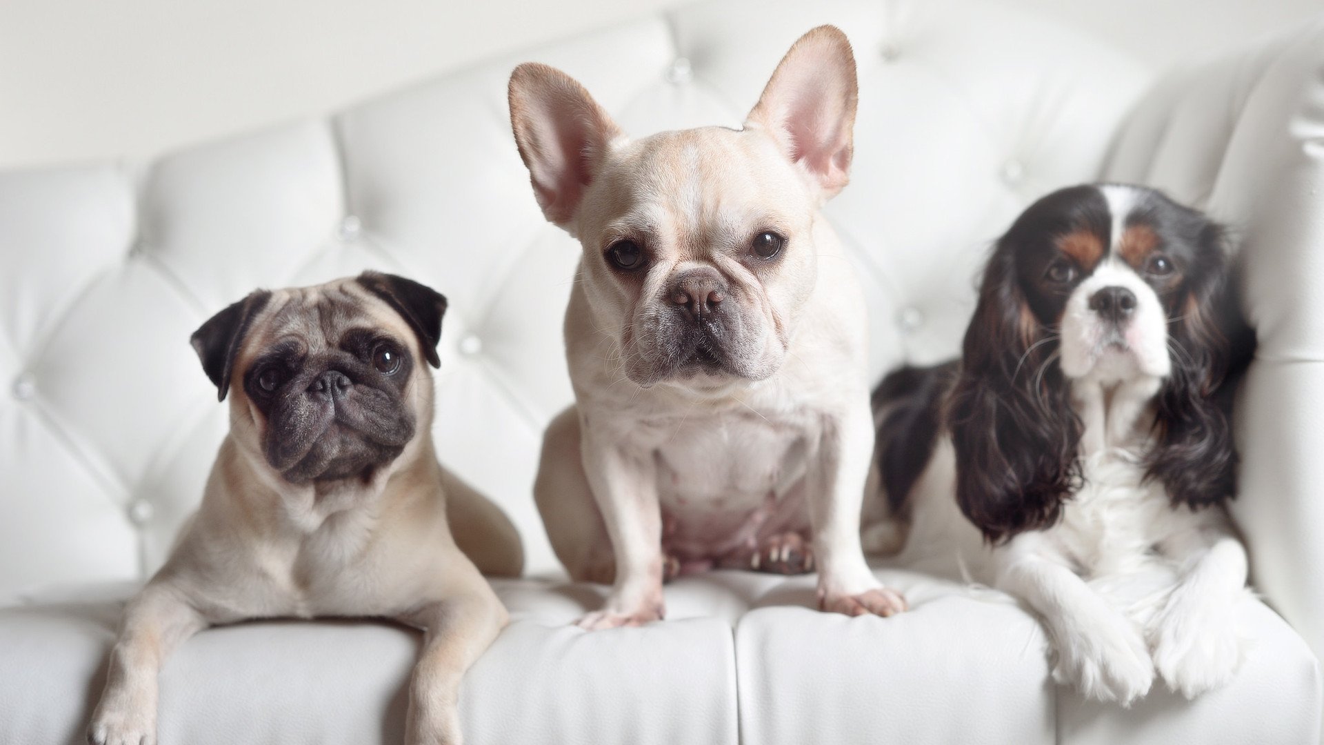 迈阿密海豚队在季后赛中表现出色，af1迈阿密海豚队