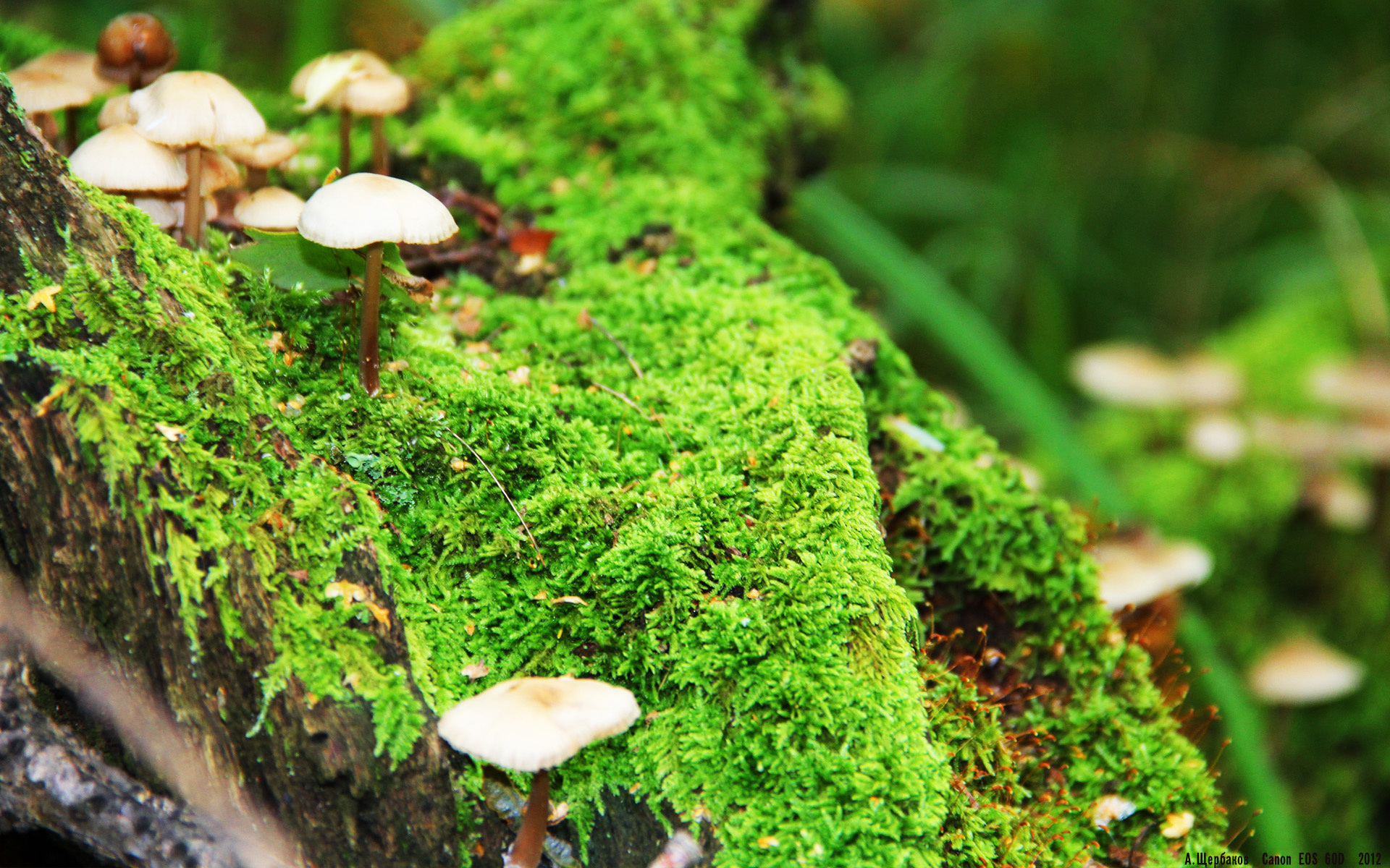 FB体育官方-Astralis 在 BLAST Premier 中夺冠，aster冠军