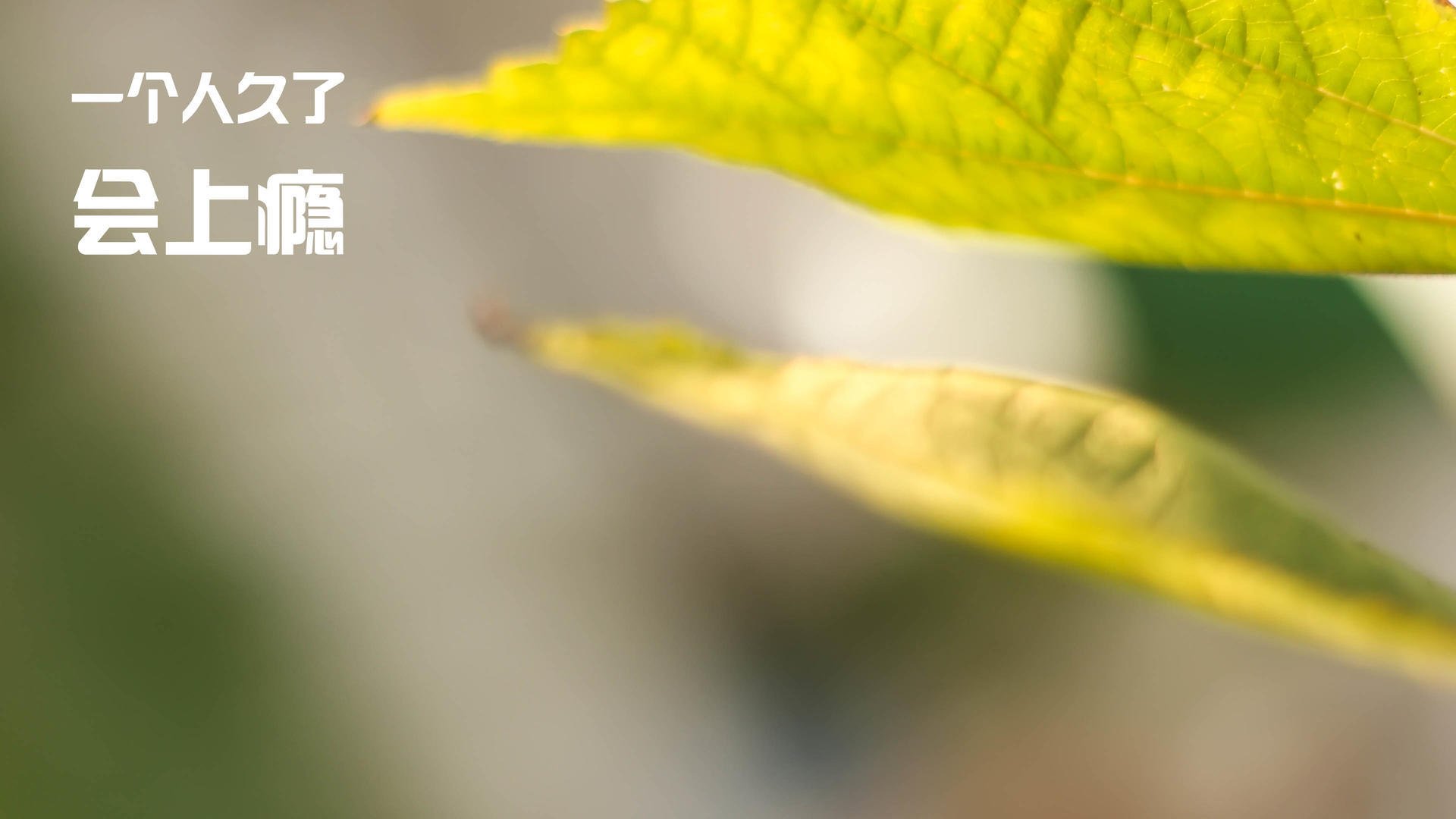 中超新星崛起,成为球队重要核心,中超新晋球队