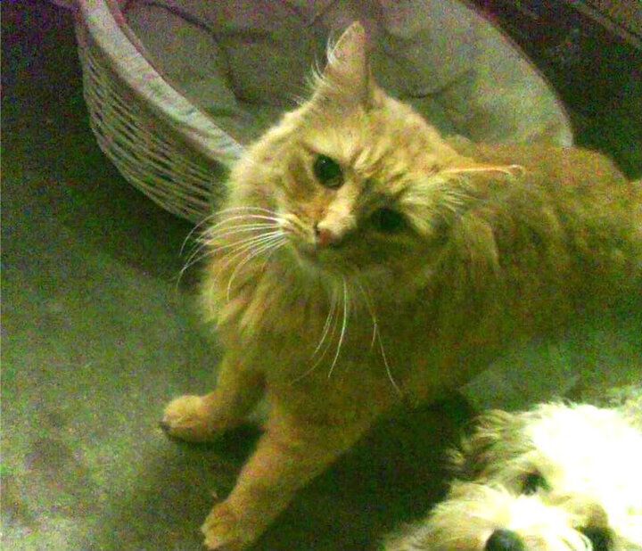 切尔西胜利领跑，热刺遭遇三连败，热刺切尔西比赛集锦