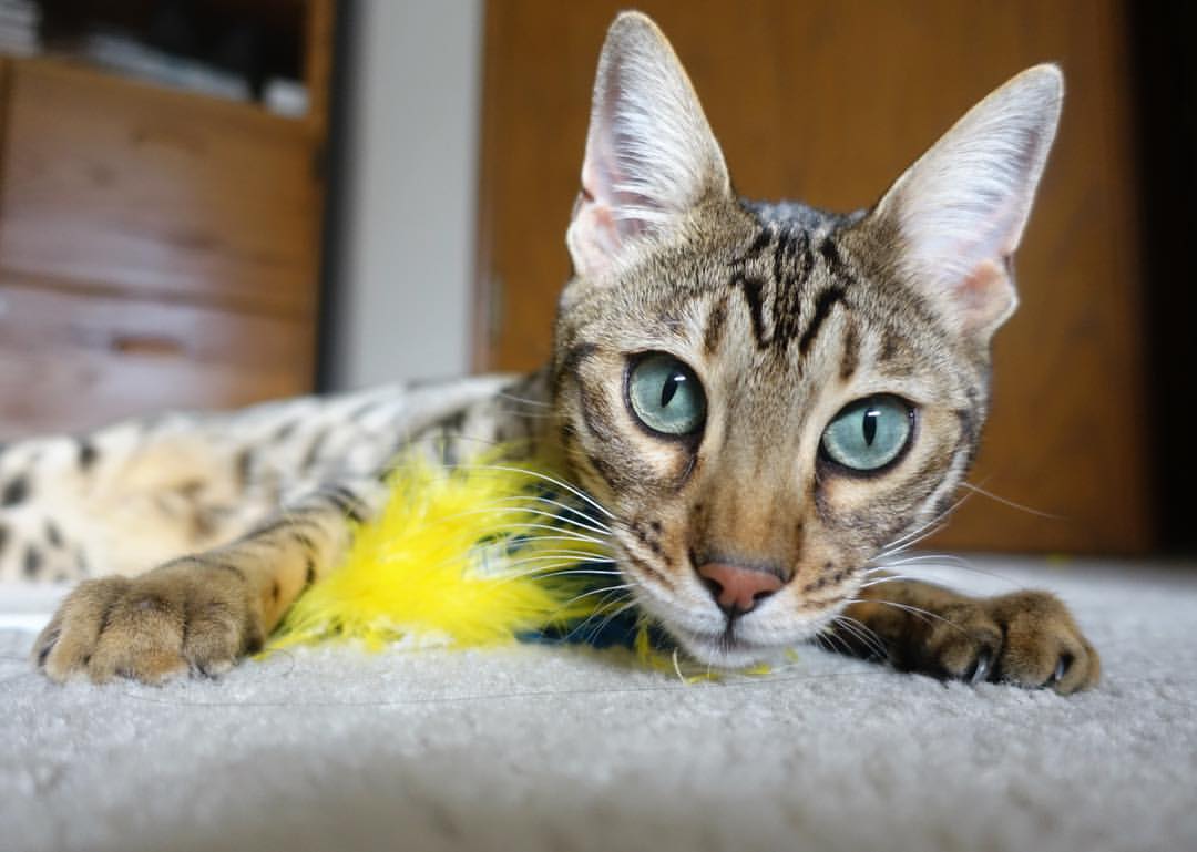 fb体育网址-华沙主场胜球，险些保级形势一喜一愁，华沙是哪