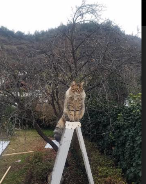 千叶喷射机后场组合表现出色，日本千叶喷气机篮球队