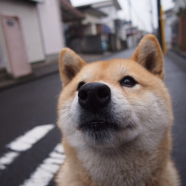 曼联队长麦奎尔坚定守卫后防，令对手难以得分，曼联5号马奎尔