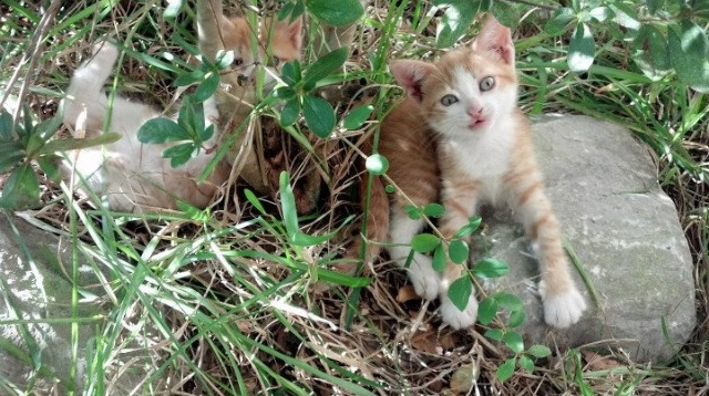 皇马再战欧洲冠军联赛四分之一决赛，皇马欧冠四连冠