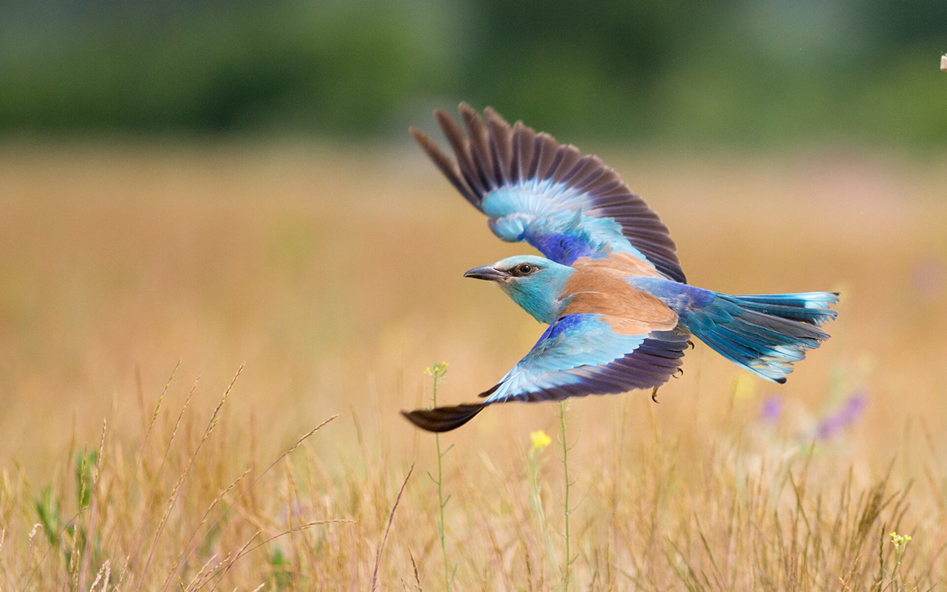 体育新闻中心启动体育新闻智能推荐引擎项目，体育新闻报道栏目
