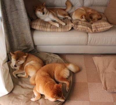 团体赛制与澳大利亚队的战术革新:如何提升团队协作水平,澳大利亚队伍